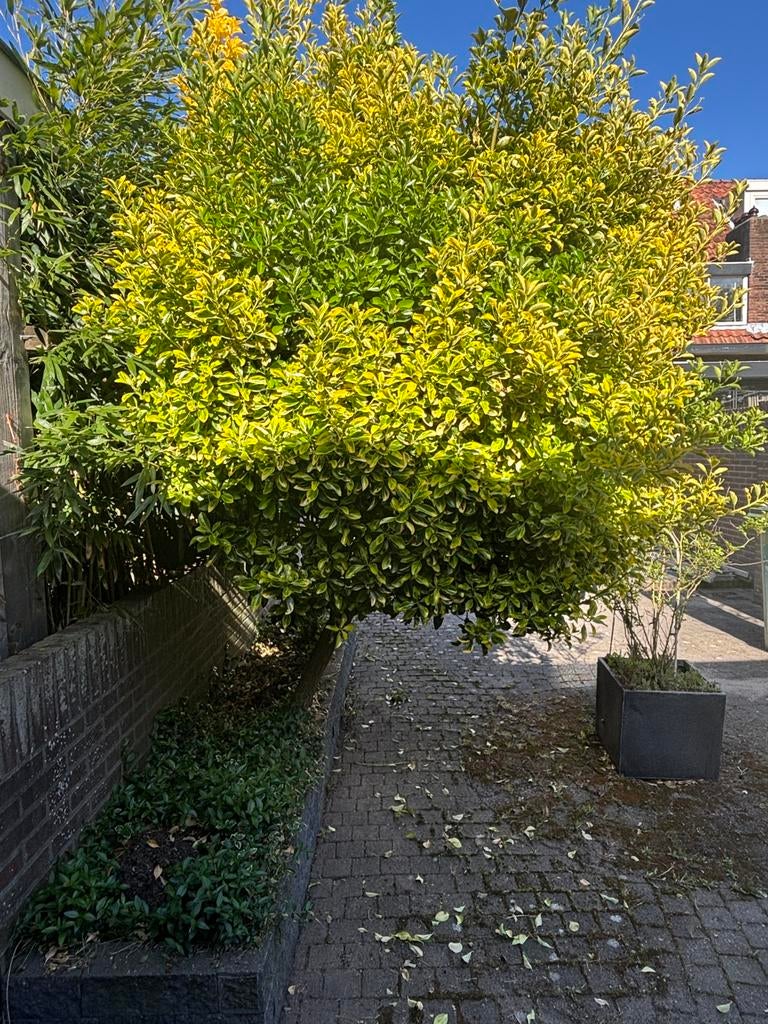 2x Kardinaalsmuts op stam (Euonymus japonicus), Tuin en Terras, Ophalen, 250 cm of meer
