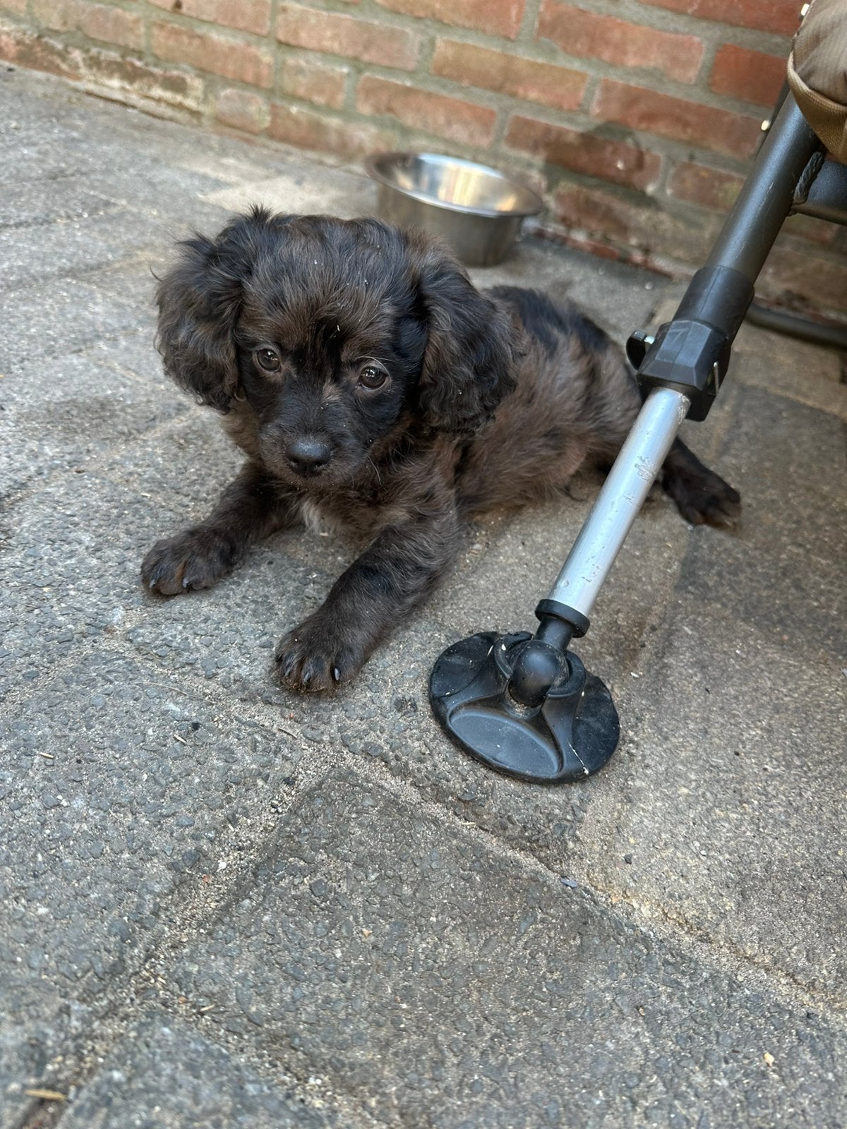 Cavelier X Maltipoo X toy poedel. 1 teefje 2 reutjes 🐾, Poedel, 8 tot 15 weken, Parvo, Meerdere