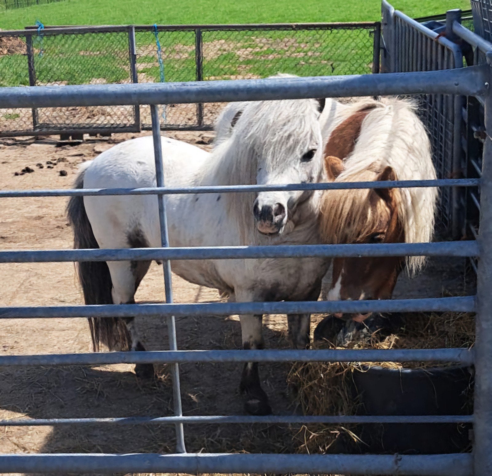 Few spot shetlander dekhengst 90 cm 5 jaar, Dieren en Toebehoren, Hengst, A pony (tot 1.17m), 3 tot 6 jaar, Met stamboom