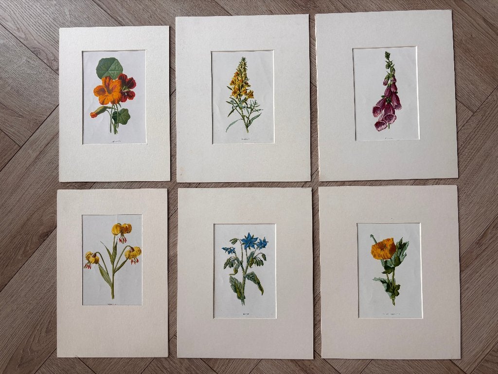 Antieke handgekleurde litho’s van bloemen, Engels, set van 6, Antiek en Kunst, Met passe-partout, Ophalen of Verzenden, Lithografie