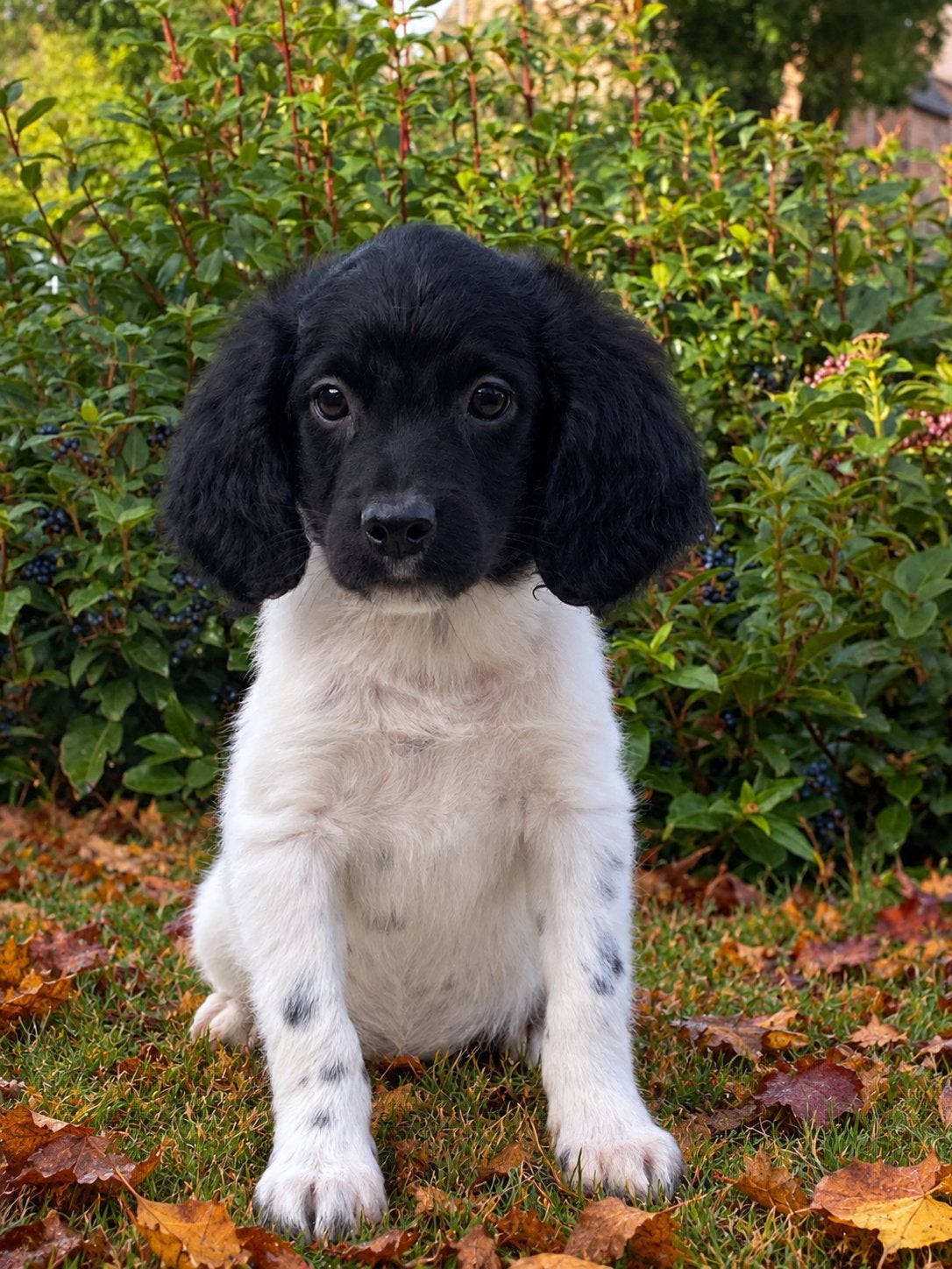 Hele mooie BORDER COLLIE x FRIESE STABIJ pups, Dieren en Toebehoren, Nederland, CDV (hondenziekte), 8 tot 15 weken, Meerdere