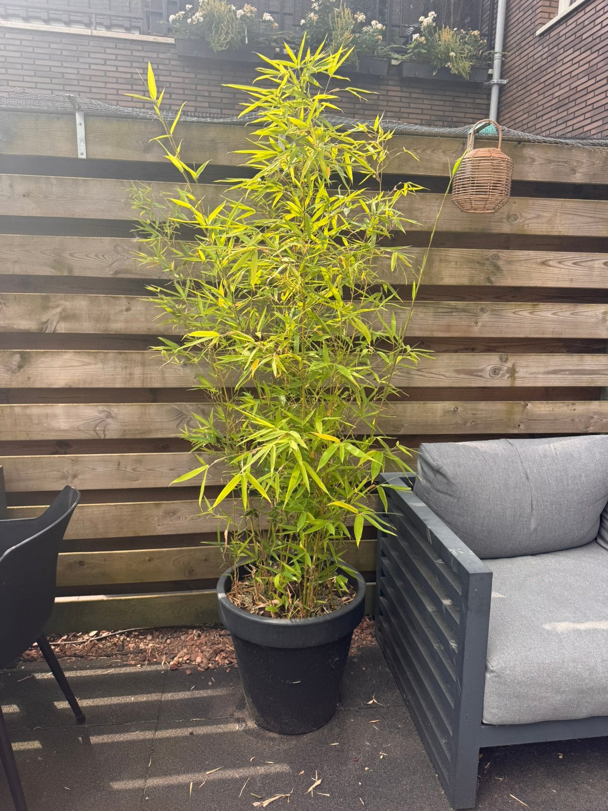 Bamboe in pot 190cm hoog, Tuin en Terras, Ophalen, Bloeit niet, Overige soorten, Halfschaduw