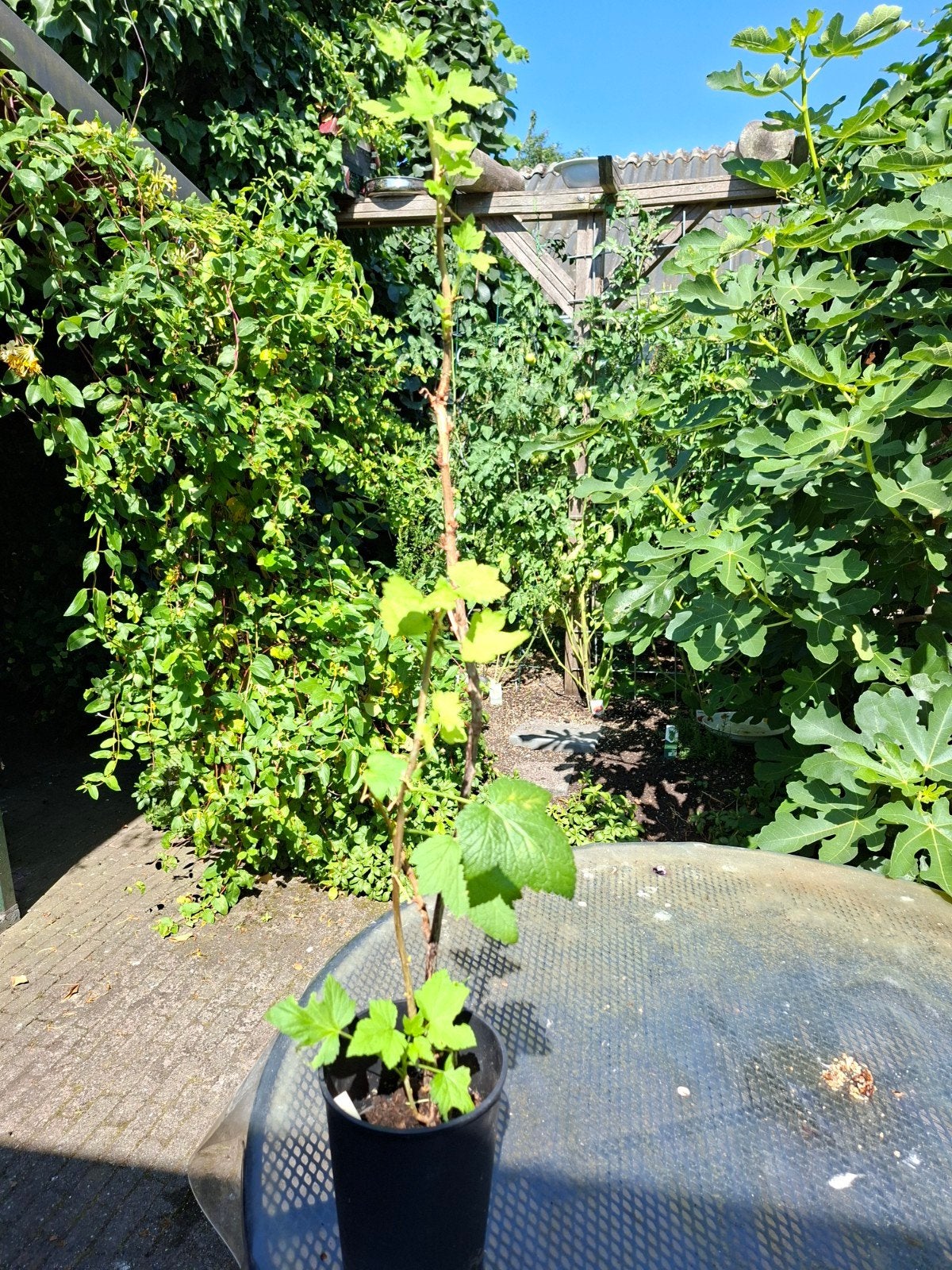 Eetbare zwarte Bes struik, Tuin en Terras, Planten | Fruitbomen, Ophalen, Minder dan 100 cm, Overige soorten, Zomer