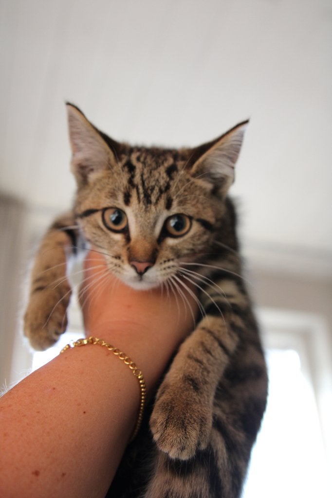 Kittens, Meerdere dieren