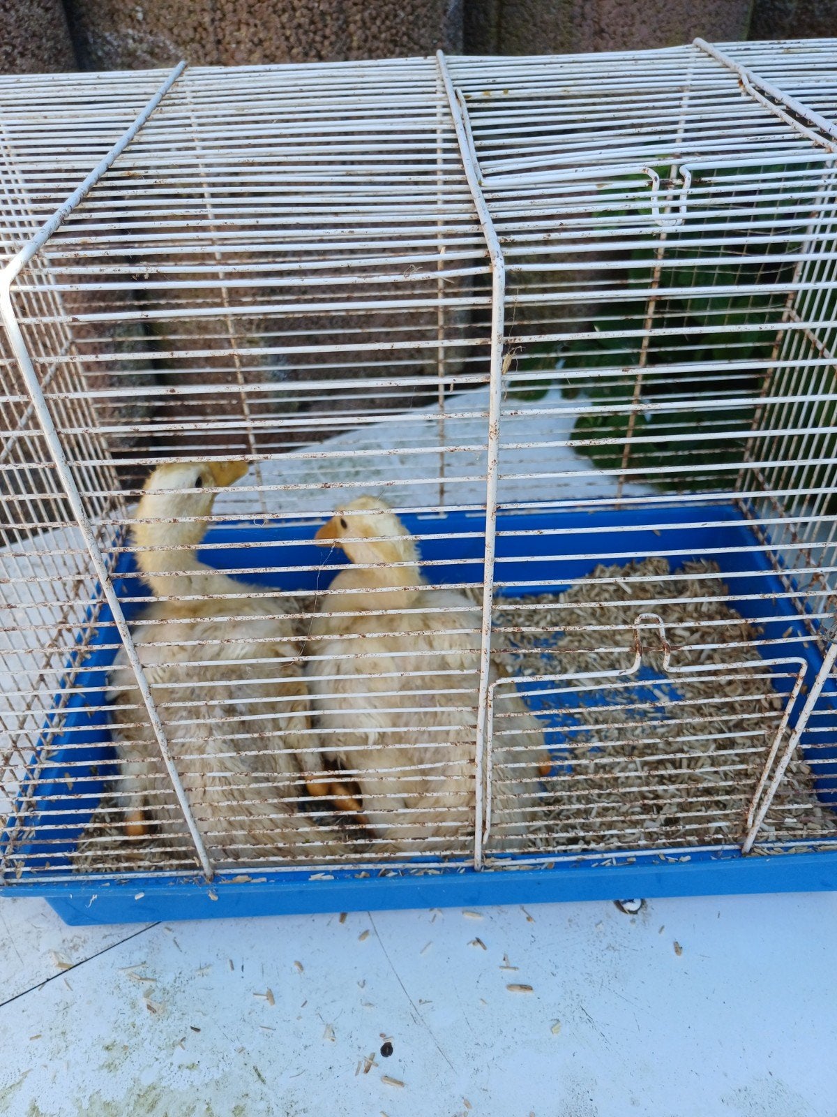 Loopeenden., Dieren en Toebehoren, Pluimvee, Geslacht onbekend, Eend