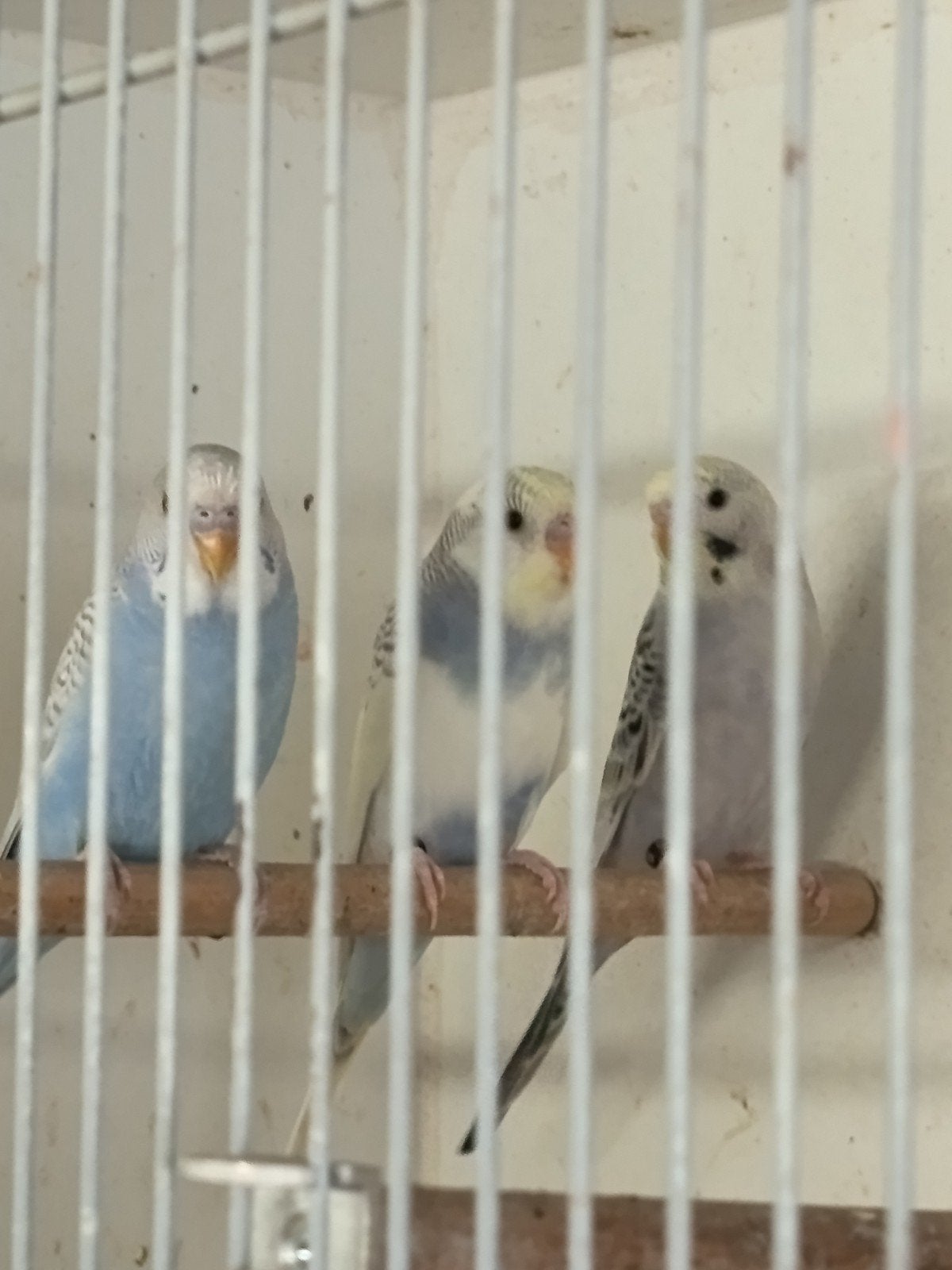 nog 2 jonge grasparkietjes net uit het blok, Meerdere dieren, Parkiet, Tam