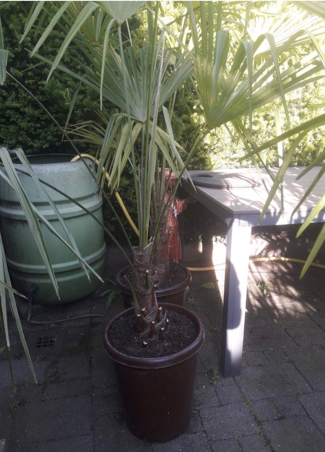 Trachycarpus Fortunei - Winterharde Palmboom, Tuin en Terras, Volle zon, Vaste plant, Bloeit niet, Ophalen