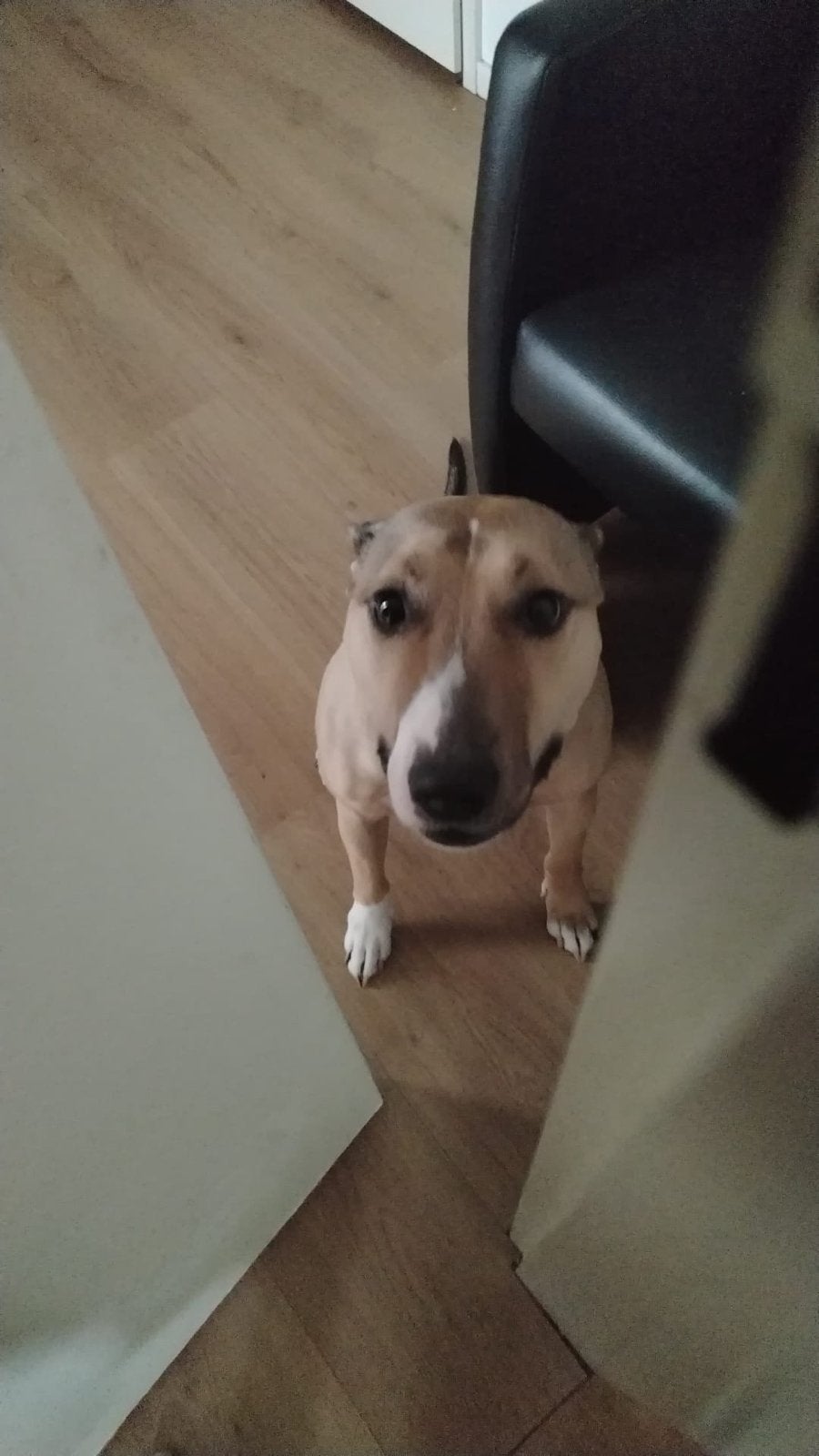 Bull terrier x stafford gratis af te halen, Reu, Parvo, Eén hond, Nederland