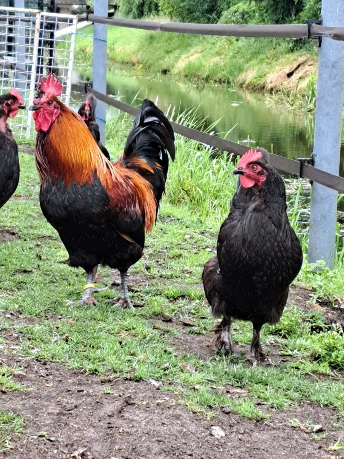 Te koop mooie grote marans koperhals haan, Dieren en Toebehoren, Pluimvee, Mannelijk, Kip