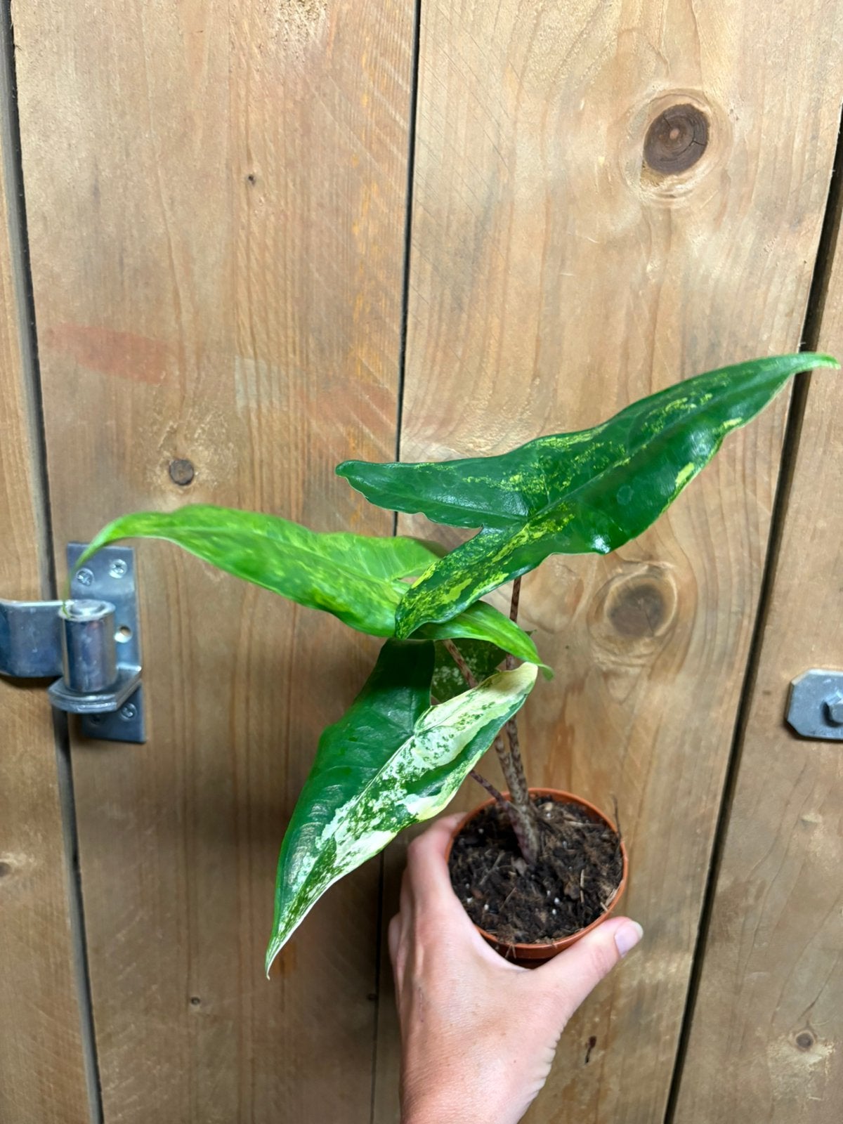 Alocasia tigrina superba variegata plant tricolor albo green, Ophalen of Verzenden, Halfschaduw, Minder dan 100 cm
