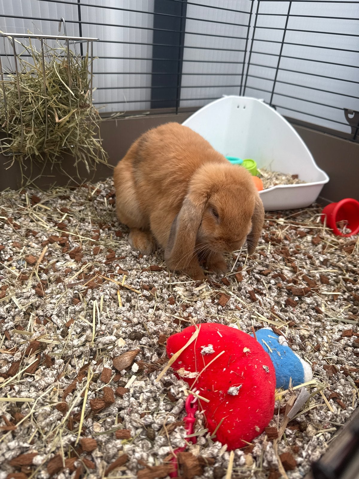 Nederlandse hangoordwerg (mini lop), Maart, Vrouwelijk, Overige typen, Tam