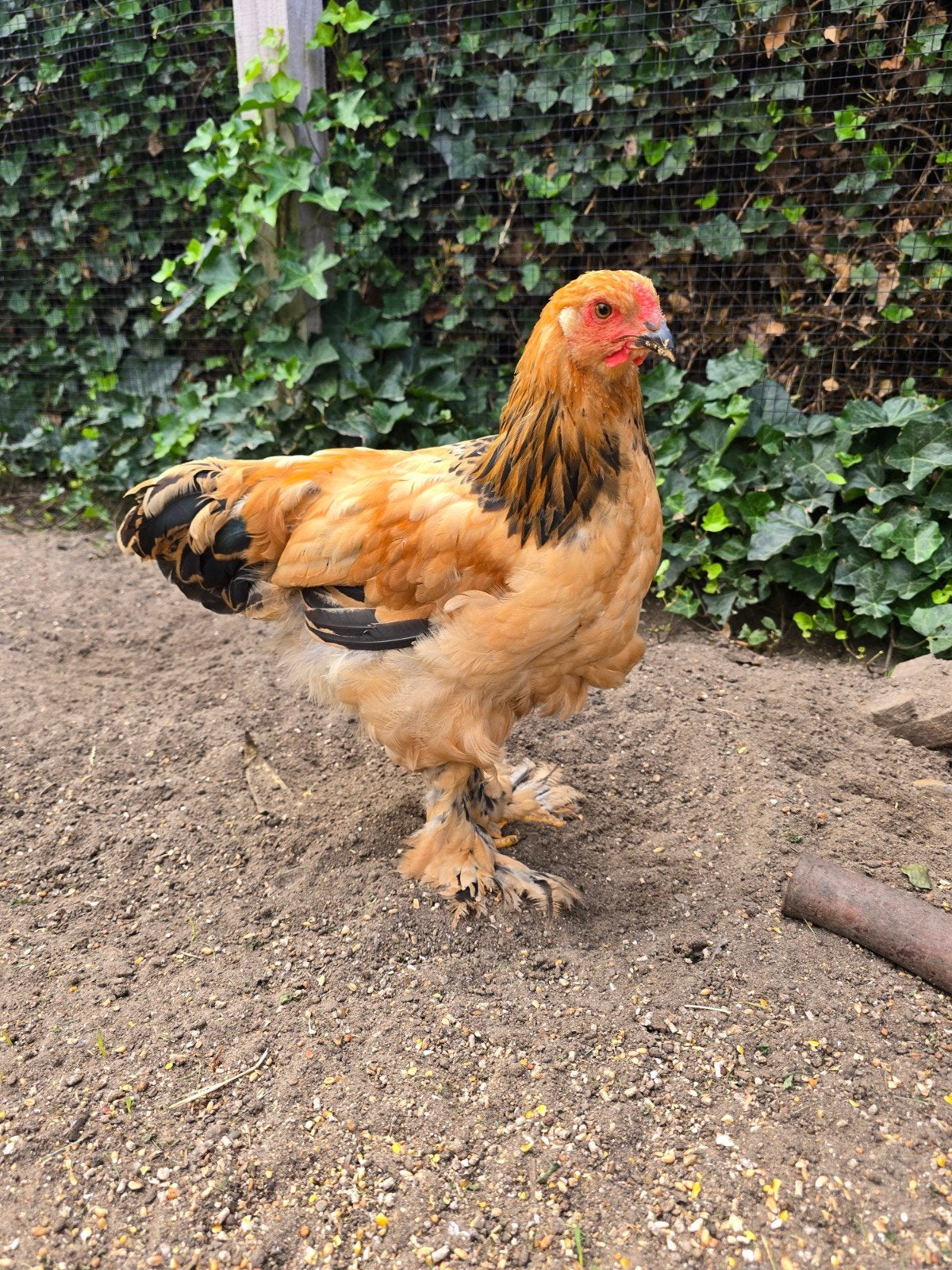 Brahma haan buff columbia zwart, Dieren en Toebehoren, Pluimvee, Mannelijk, Kip