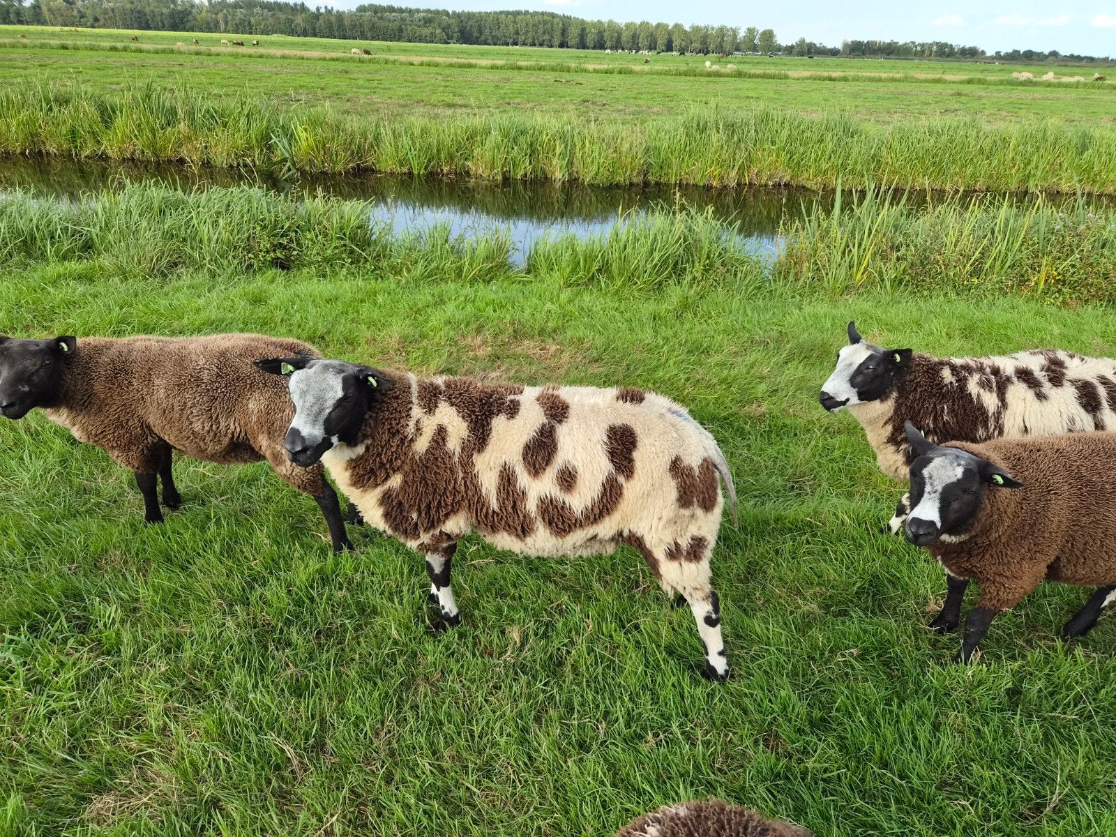 mooie bonte dekram, Dieren en Toebehoren, Mannelijk, Schaap