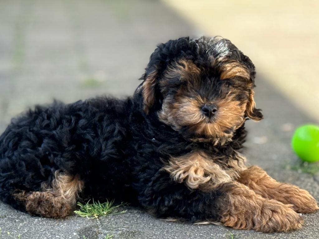 Toy Poedel Phantom reutje, Dieren en Toebehoren, Honden | Dekreuen, Particulier, 15 weken tot 1 jaar, Reu, Buitenland