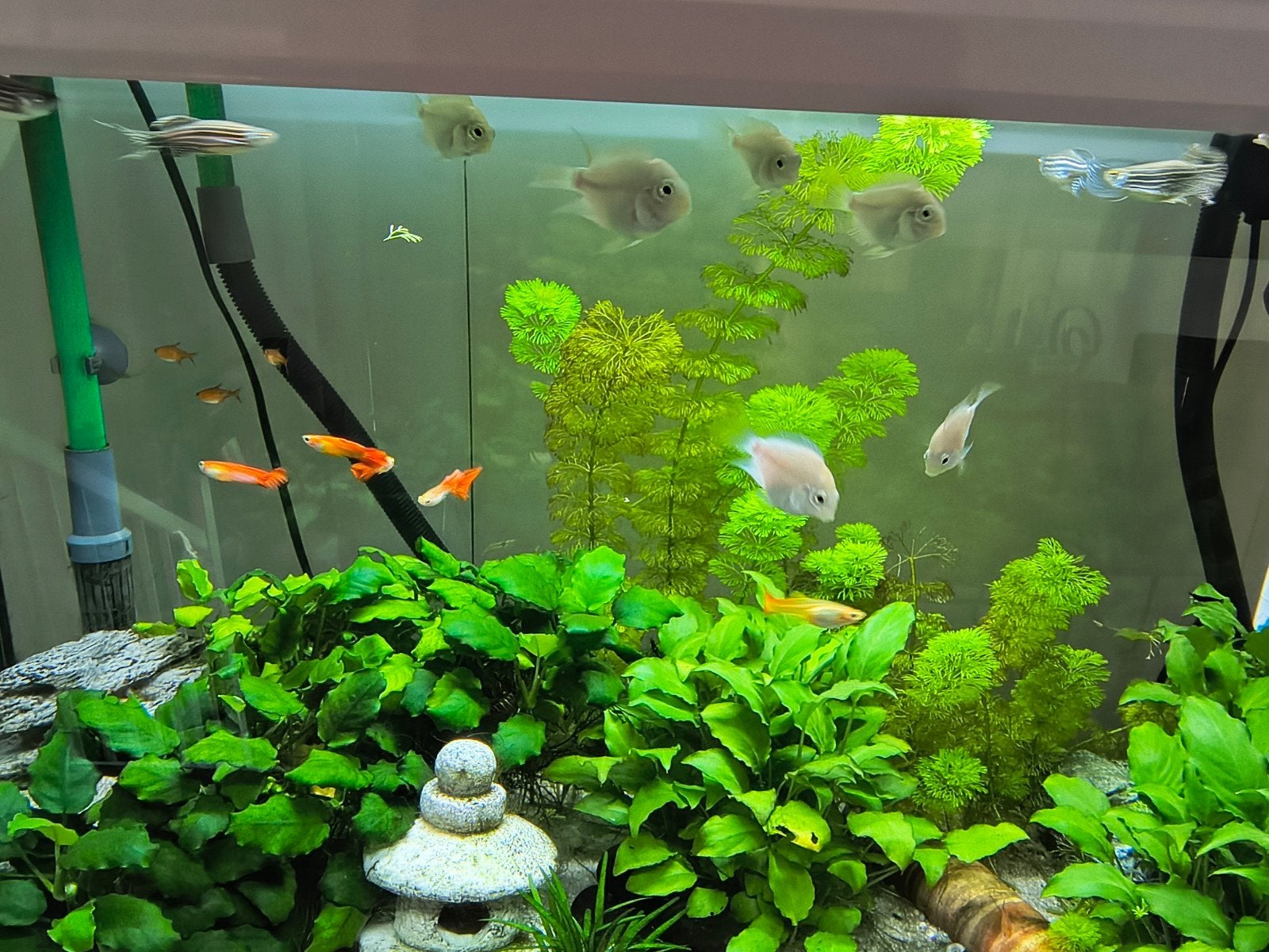 Platinum Parrot visjes mooi, actief en gezond, Vis