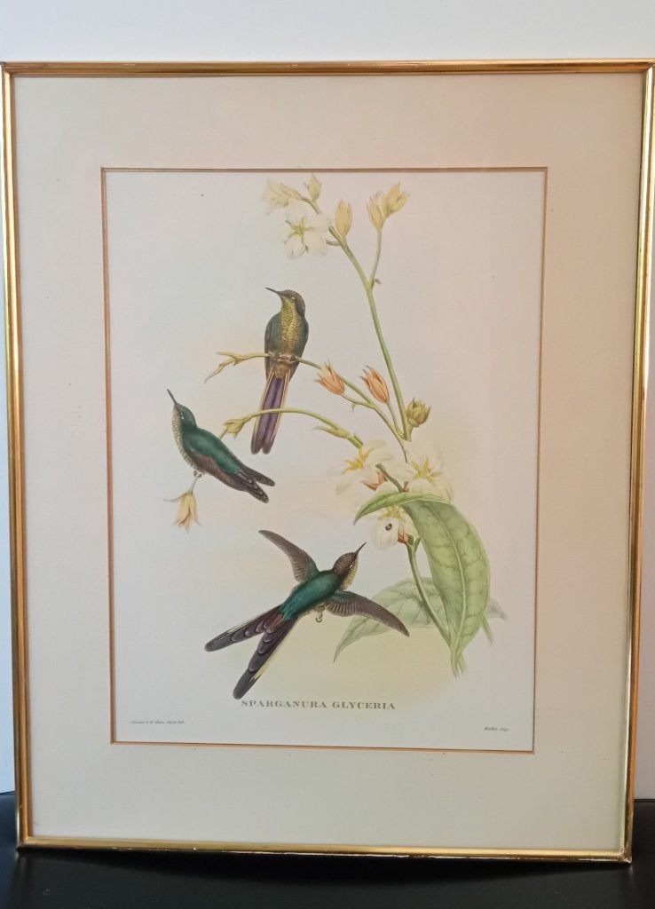 John Gould, Sparganura Glyceraia, Antiek en Kunst, Ophalen of Verzenden, Print, Papier, Vintage