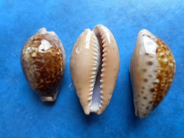 Schelpen: Cypraea annettae Dall f++/g 33-37mm+, Verzenden, Schelp(en)