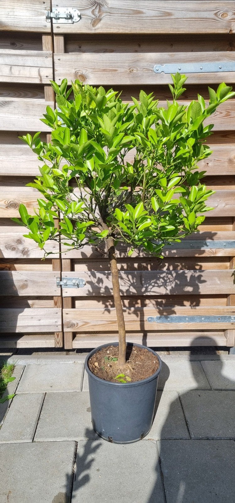 Calamondino Citrus boompje  100cm, Tuin en Terras, Ophalen, Overige soorten, Volle zon