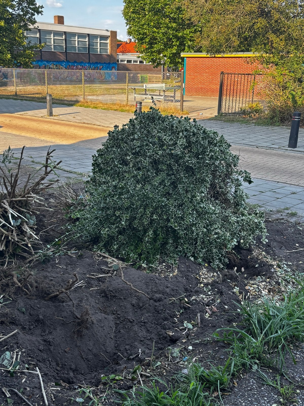 Grote bos struiken, Ophalen, Overige soorten, Struik, 100 tot 250 cm