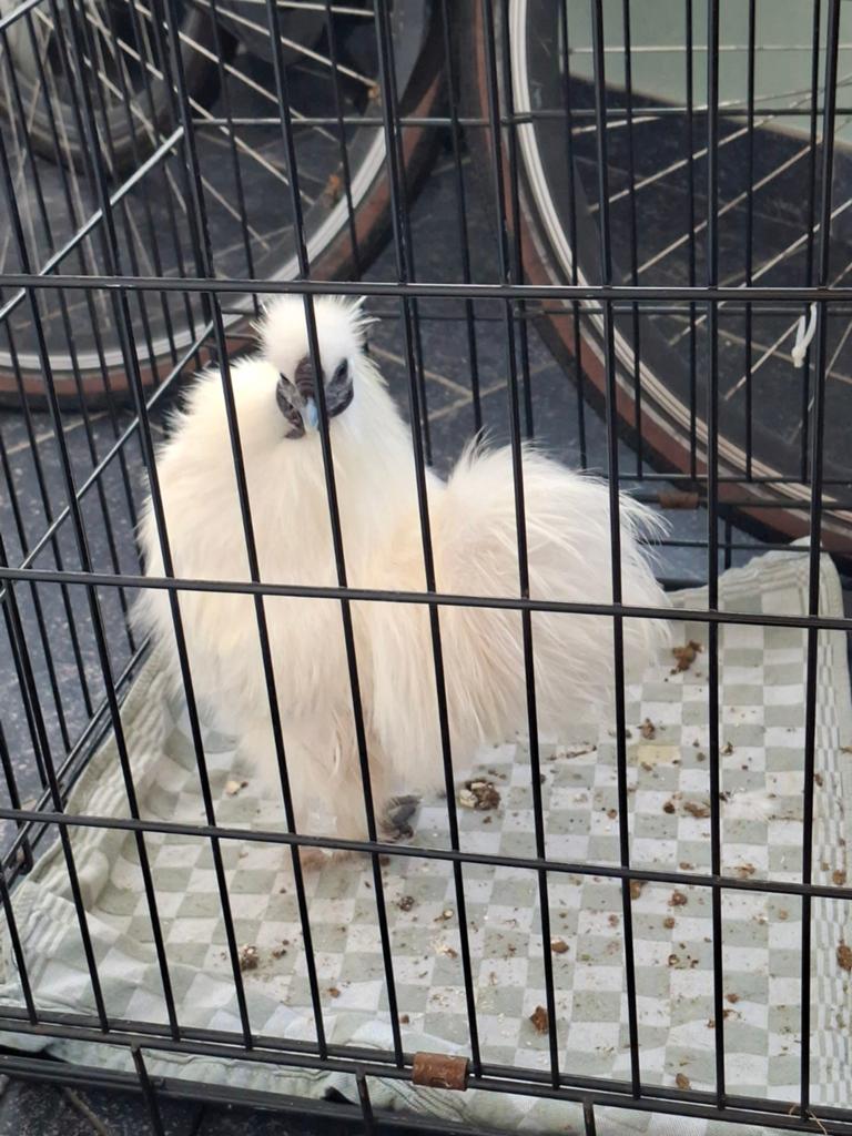 Zijdehoenders., Dieren en Toebehoren, Pluimvee, Meerdere dieren
