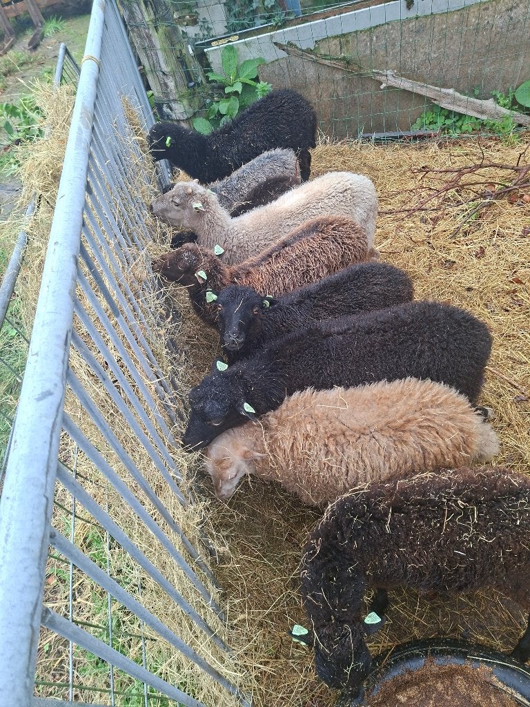 ouessant kleine kudde van 9 ooien, Vrouwelijk, Schaap, 0 tot 2 jaar