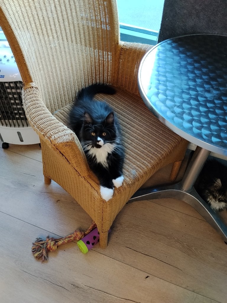 Russische Maine Coon kittens met stamboom, Meerdere dieren, Met stamboom