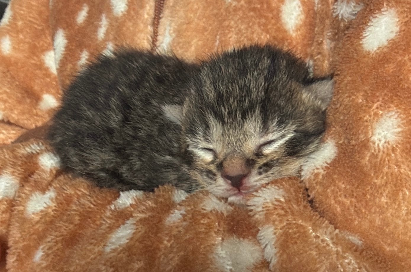 Te koop super mooie kittens, Dieren en Toebehoren, Meerdere dieren, Ontwormd