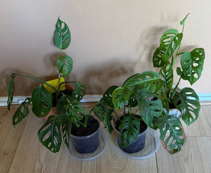 14x Diverse gezonde kamerplanten te koop!, Ophalen, Halfschaduw, Minder dan 100 cm