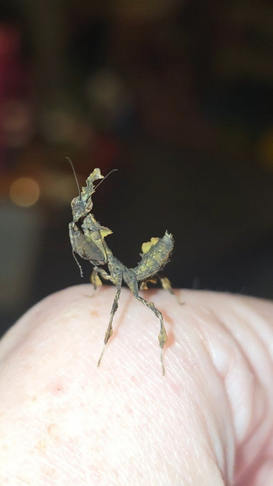 Ghostmantis, bidsprinkhaan, Phyllocrania paradoxa, Dieren en Toebehoren