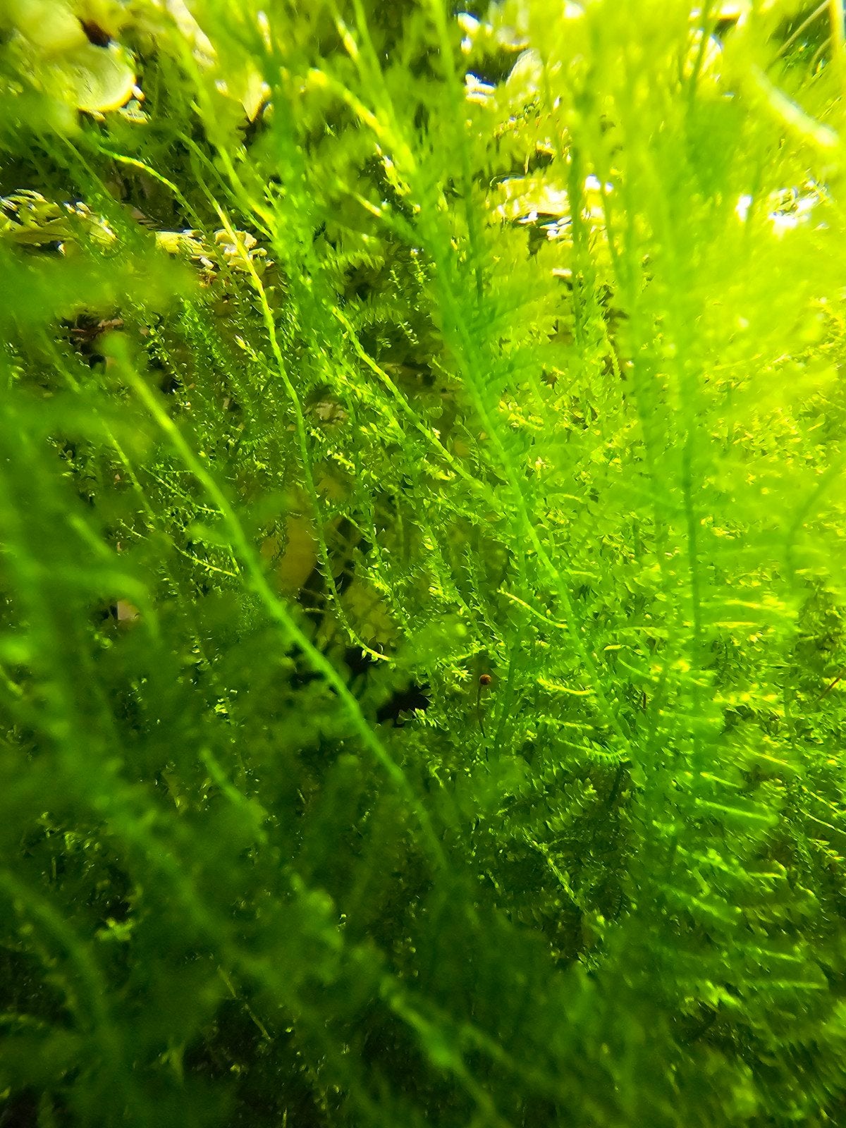 Javamos, aquarium mos, aquarium plant, Ophalen of Verzenden, Inclusief planten, Nieuw, Plant(en), Steen of Hout