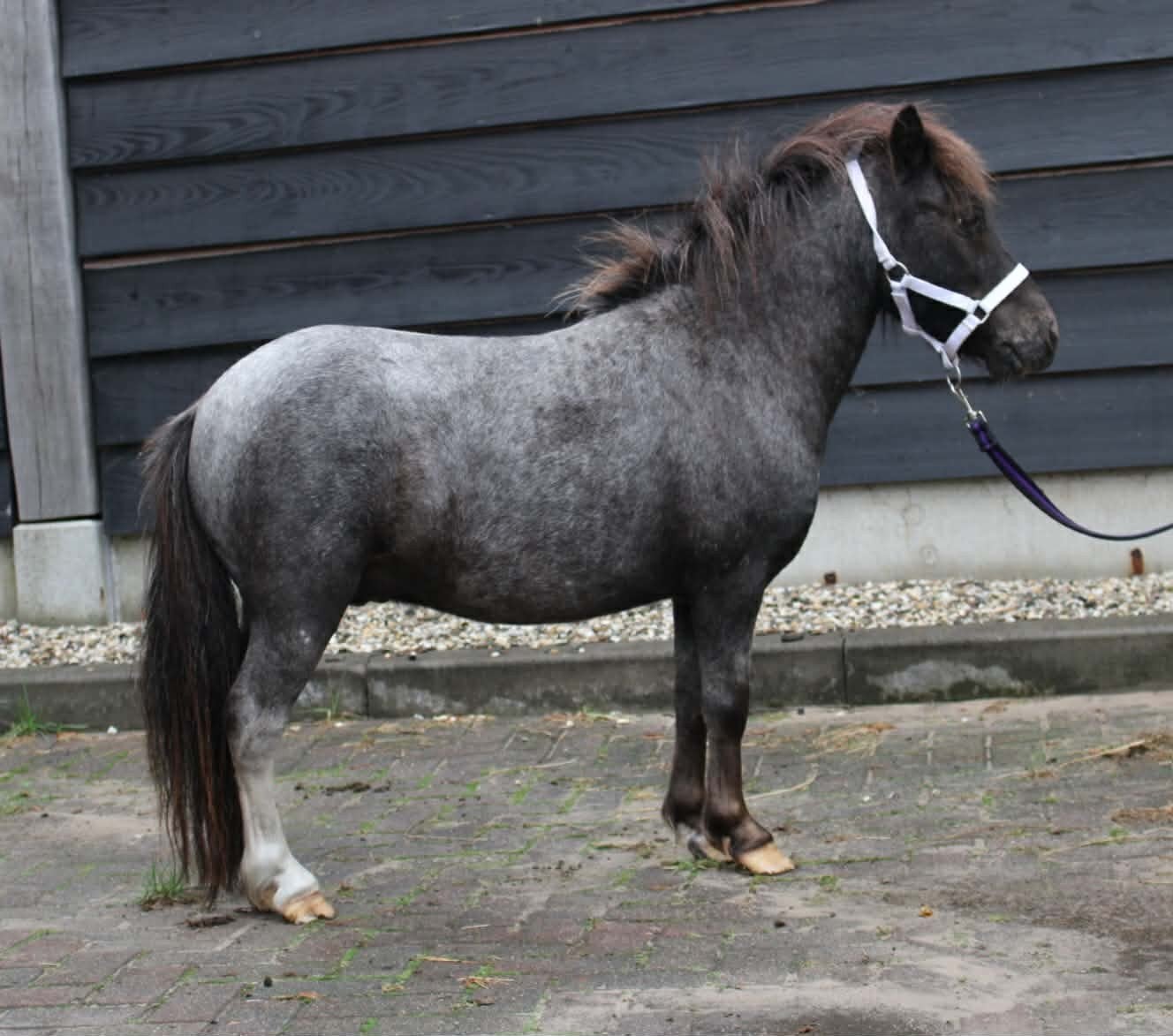 Te koop twee  prachtige en lieve shetlander merrie en ruin, Dieren en Toebehoren, Merrie, A pony (tot 1.17m), Gechipt, 3 tot 6 jaar