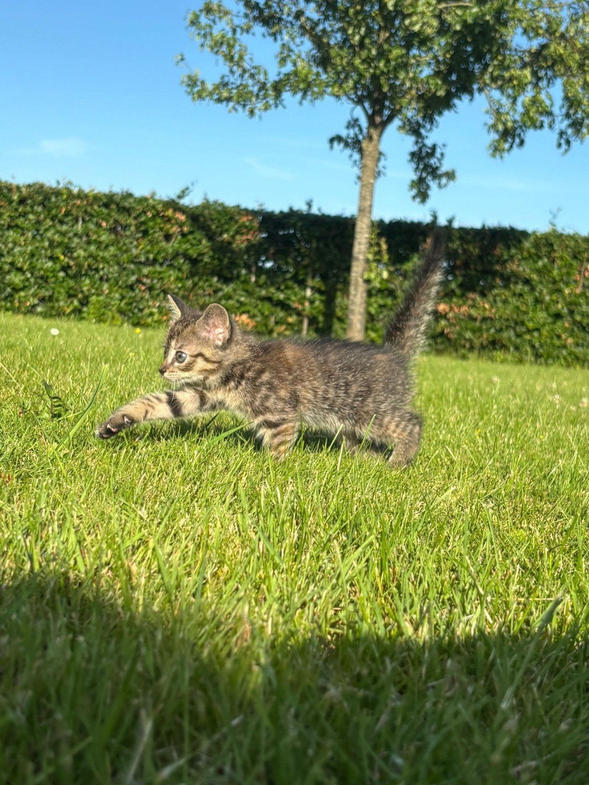 Lieve kittens, Meerdere dieren