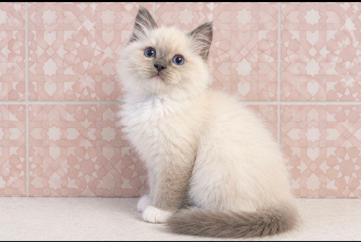 Ragdoll kittens, geteste ouders + stamboom. 1 beschikbaar!, Meerdere dieren, Met stamboom, 0 tot 2 jaar