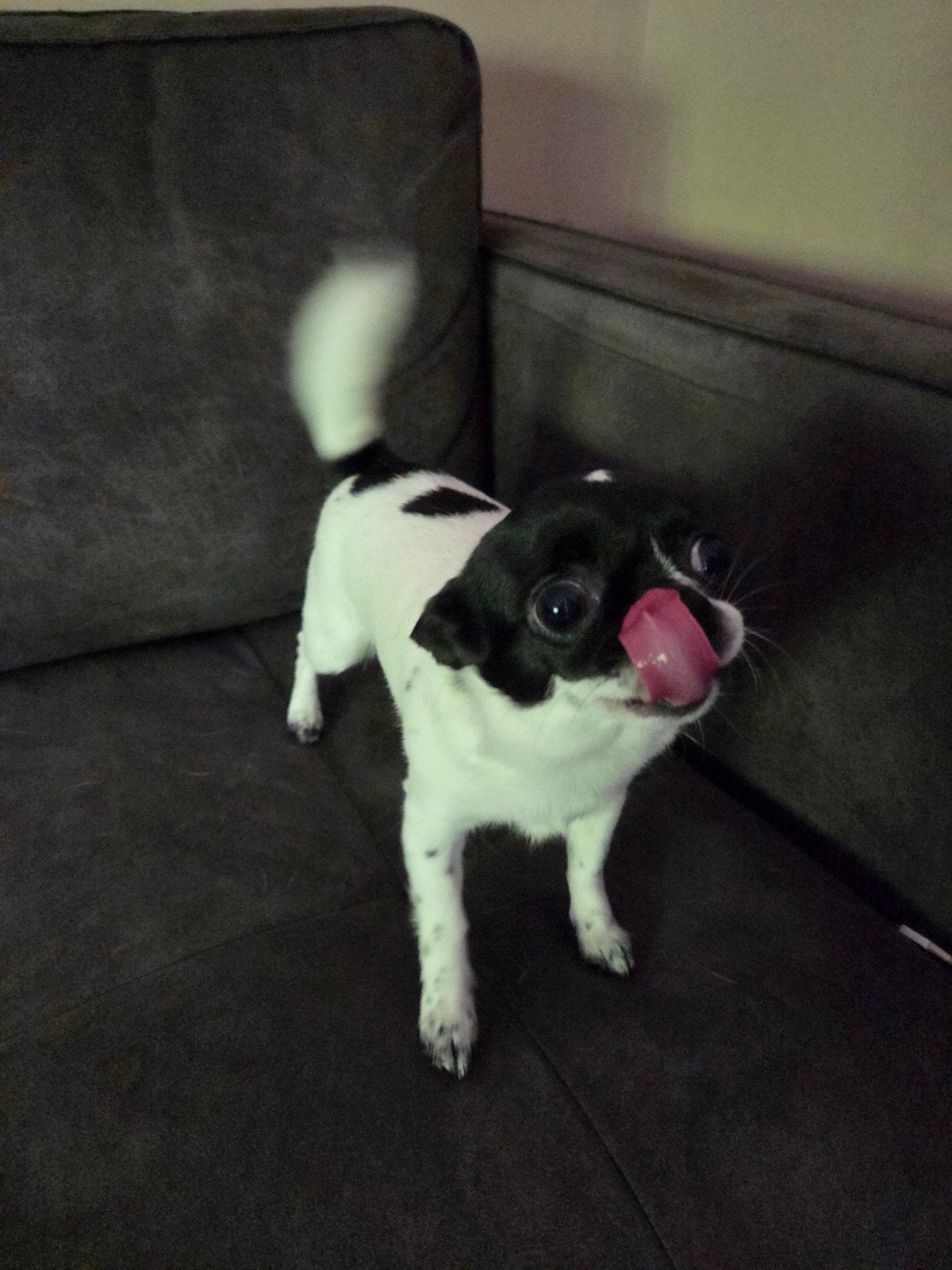 Een Gouden mandje voor klein meisje gezocht, Dieren en Toebehoren, Honden | Chihuahua's en Gezelschapshonden, 1 tot 2 jaar, Teef