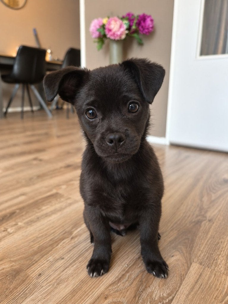 Lief en vrolijk pupje Jip zoekt een fijn thuis, Dieren en Toebehoren, 15 weken tot 1 jaar, CDV (hondenziekte), Eén hond, Nederland