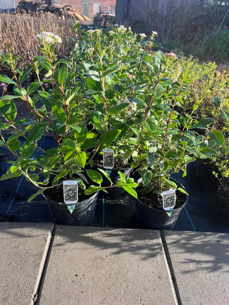Viburnum tinus 40/50 cm, Ophalen of Verzenden, Overige soorten, Halfschaduw