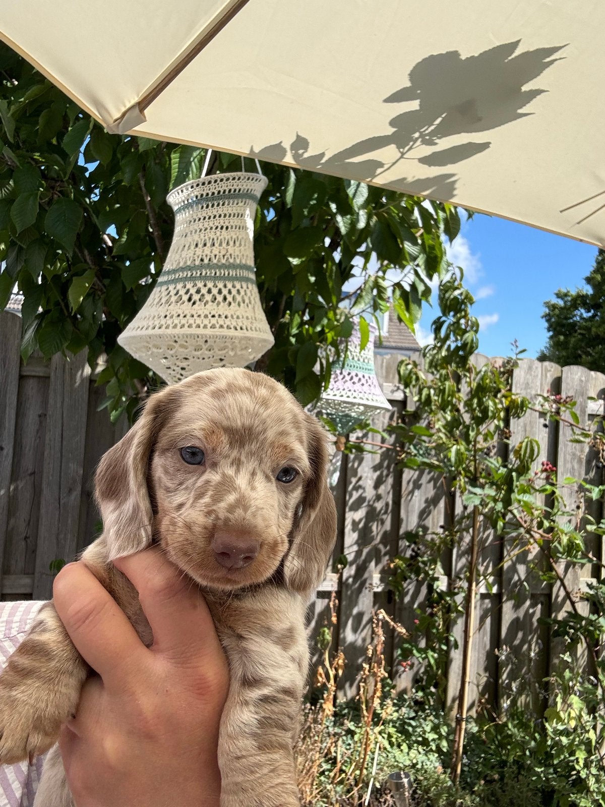 Isabella dwerg teckel puppies te koop, Dieren en Toebehoren, 8 tot 15 weken, Dwerg, Langhaar, Parvo