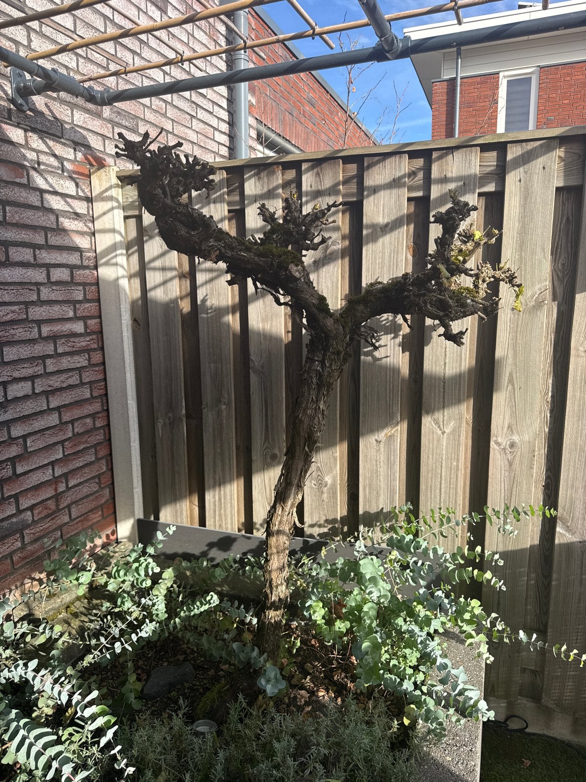 Oude druif op stam - Decoratieve en vruchtbare plant, Ophalen, Volle zon, Vaste plant, Zomer