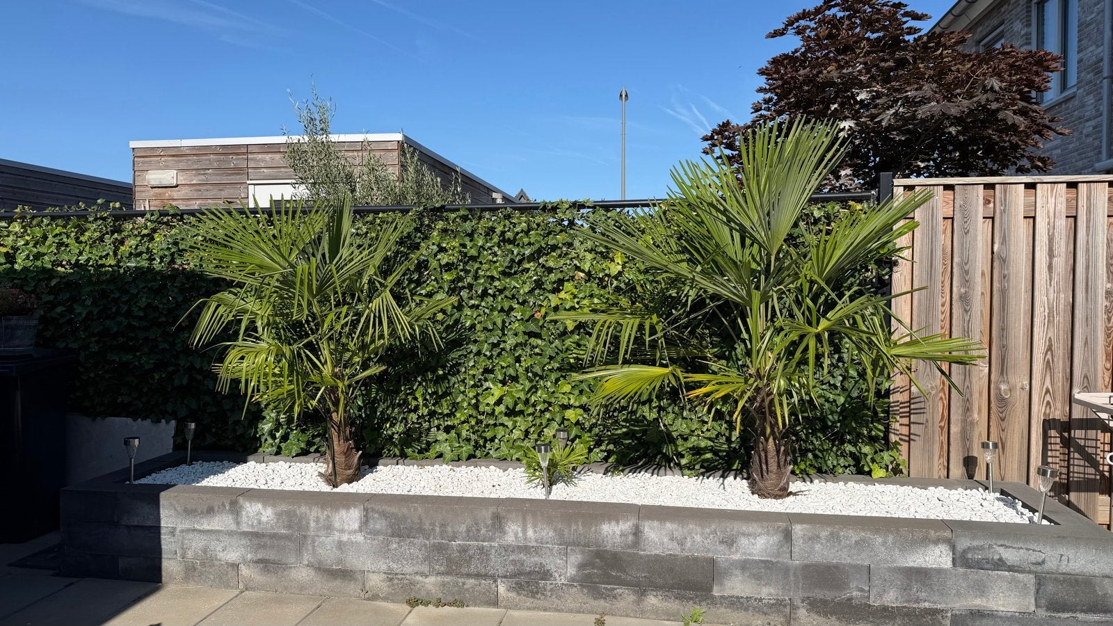 3 winterharde palmbomen: 2 groot, 1 klein, Tuin en Terras, Planten | Tuinplanten, Overige soorten, Volle zon, Vaste plant, Ophalen of Verzenden