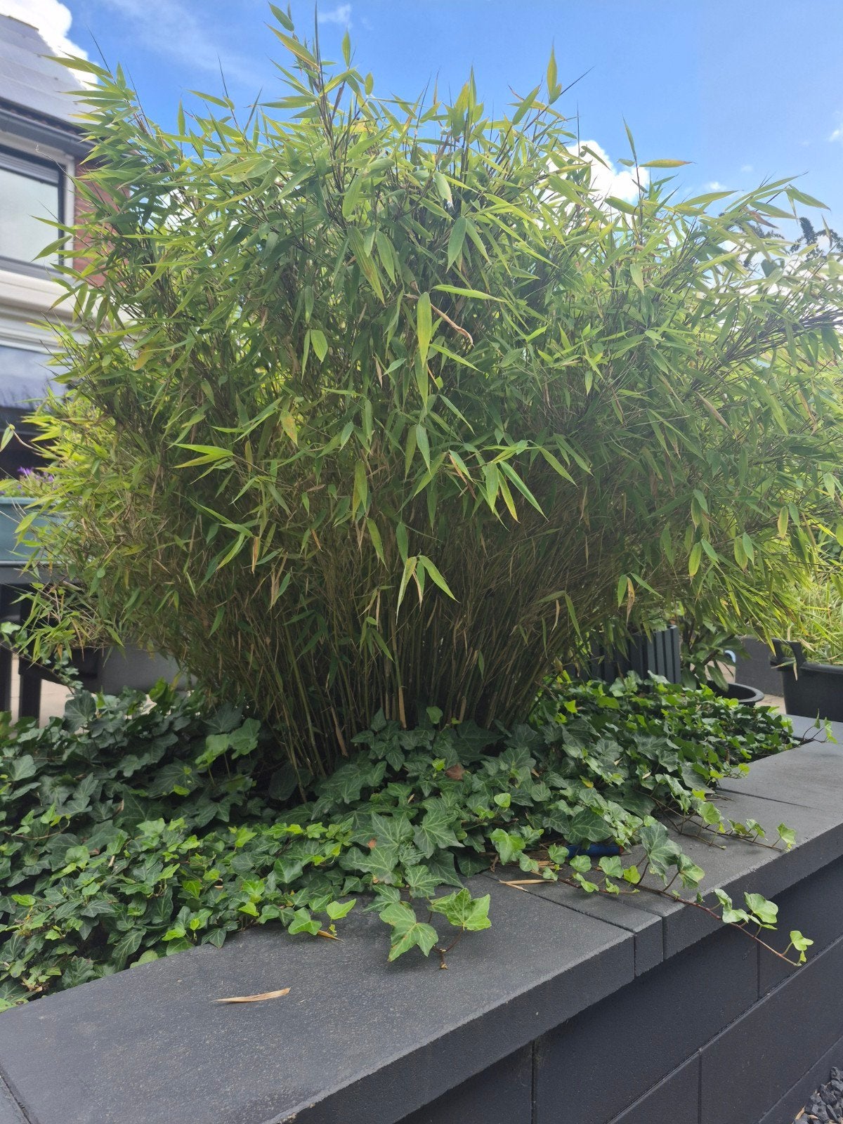 Fargesia Bamboe Plant - 100cm Hoog - Niet-woekerend, Ophalen