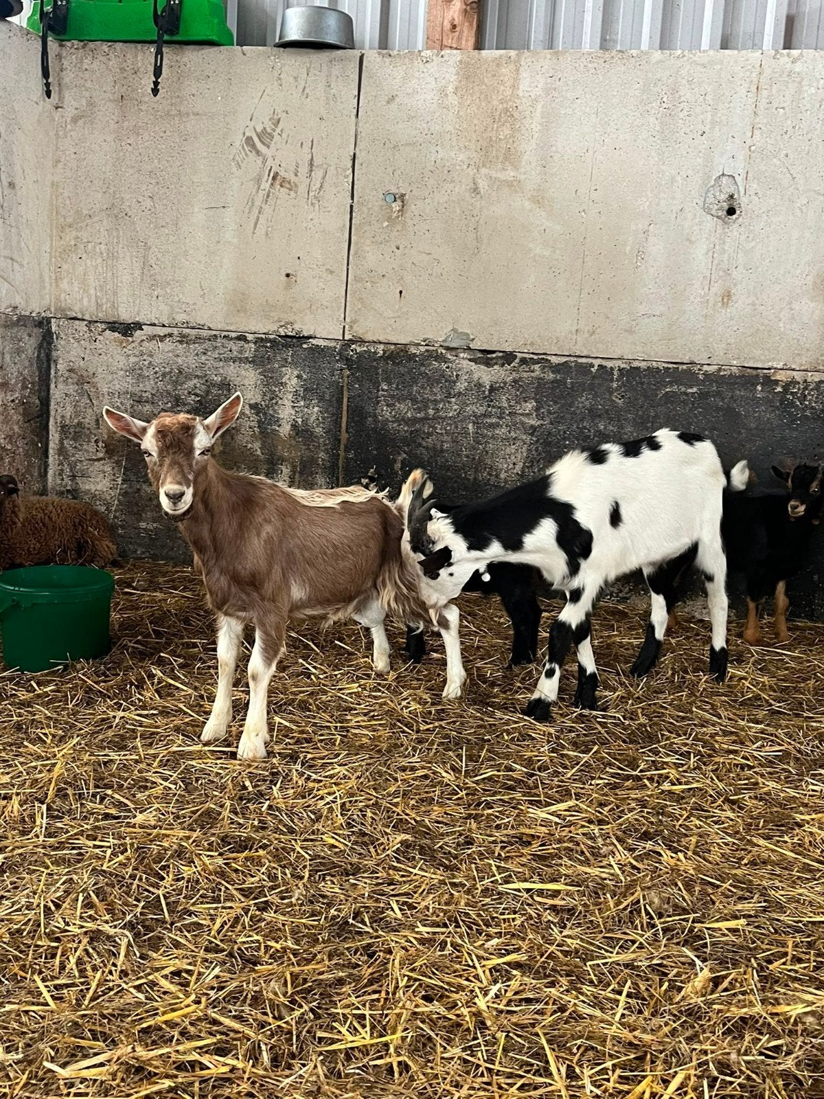 bruine toggenburger dekbok, Dieren en Toebehoren, Mannelijk, Geit