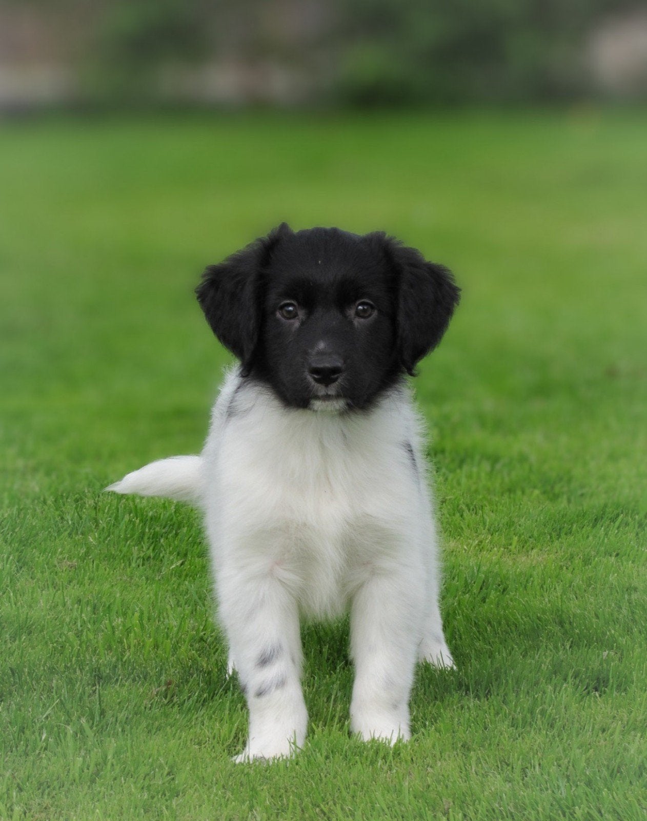 lieve friese stabij x kooiker pups zoeken baasjes, Parvo, 15 weken tot 1 jaar, Overige rassen, Meerdere