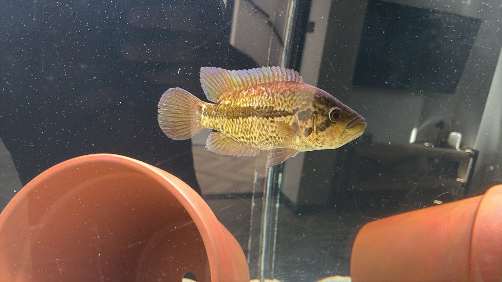 Gezocht golden jaguar cichlide, Dieren en Toebehoren, Vis