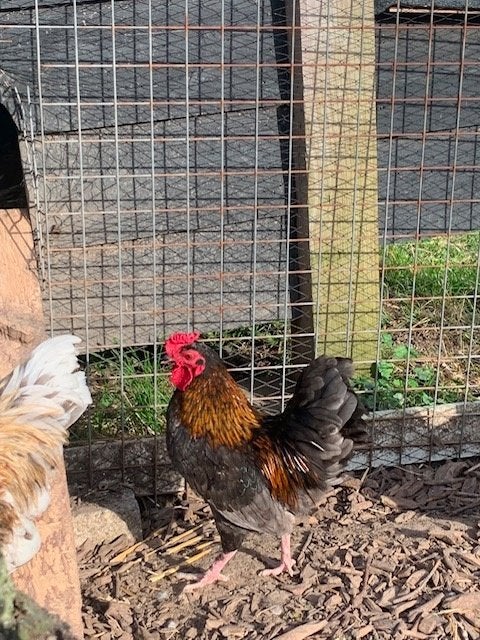 Te koop aangeboden Hanen, Dieren en Toebehoren, Mannelijk, Kip