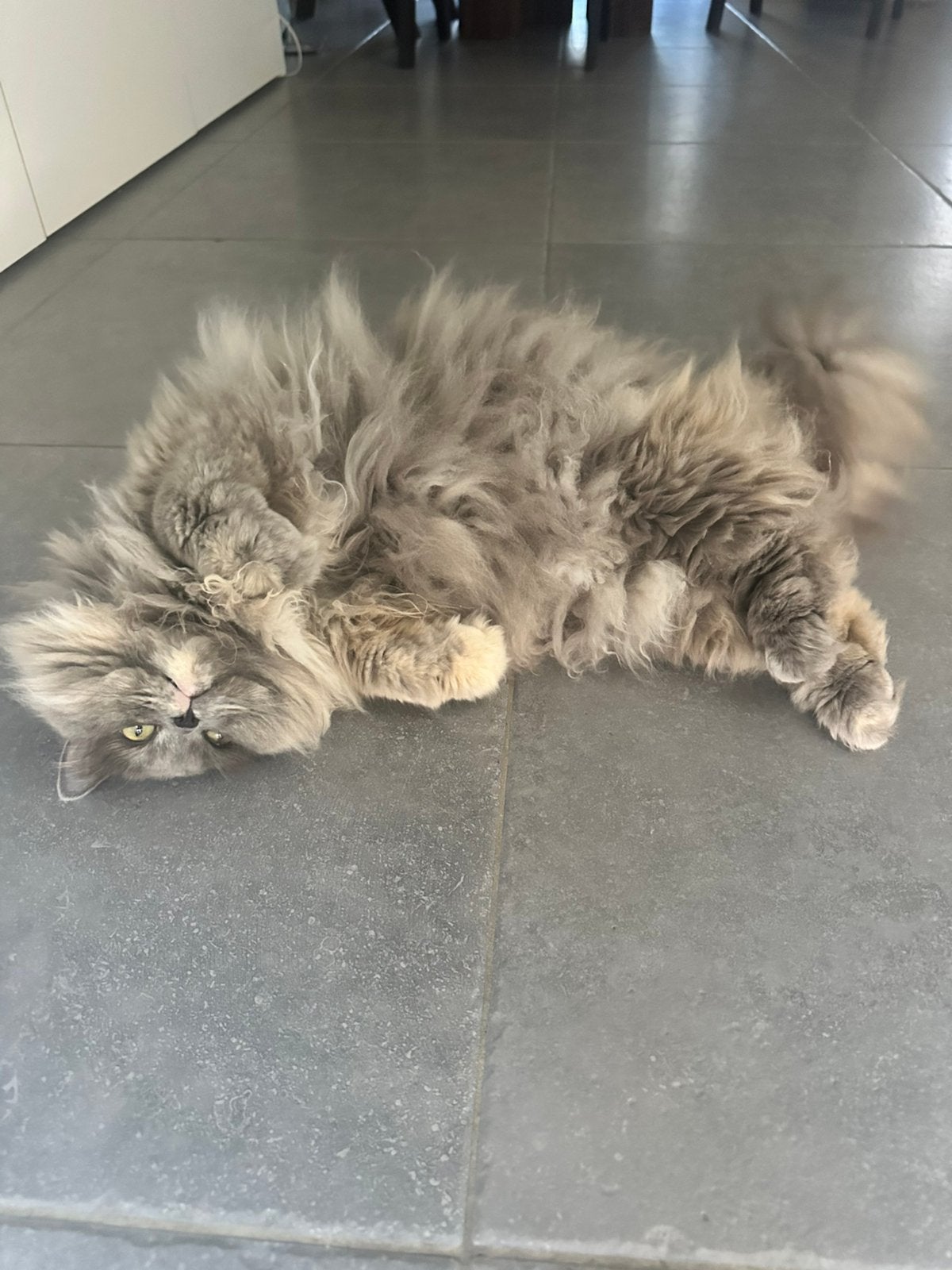 Ragdoll, Poes
