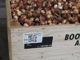 1000 tulpenbollen 150 euro gemixte kleuren, Ophalen of Verzenden, Najaar, Volle zon, Bloembol