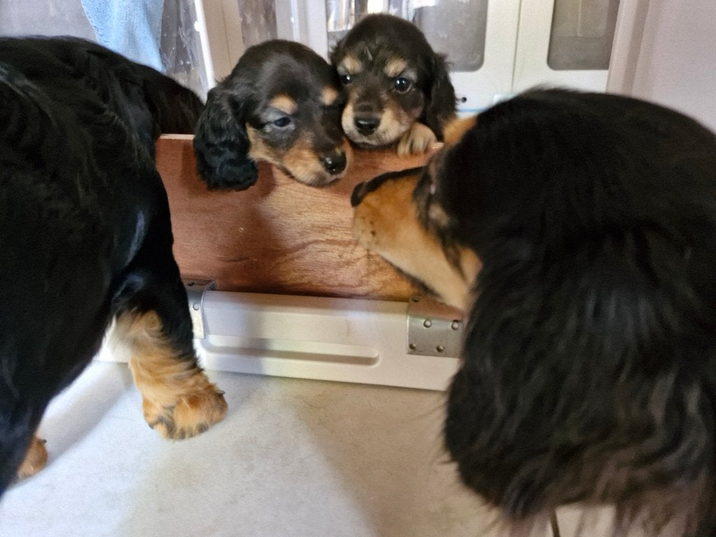 langharig dwergteckel reutje, Dieren en Toebehoren, Honden | Teckels en Dashonden, België, Particulier, 8 tot 15 weken, Dwerg