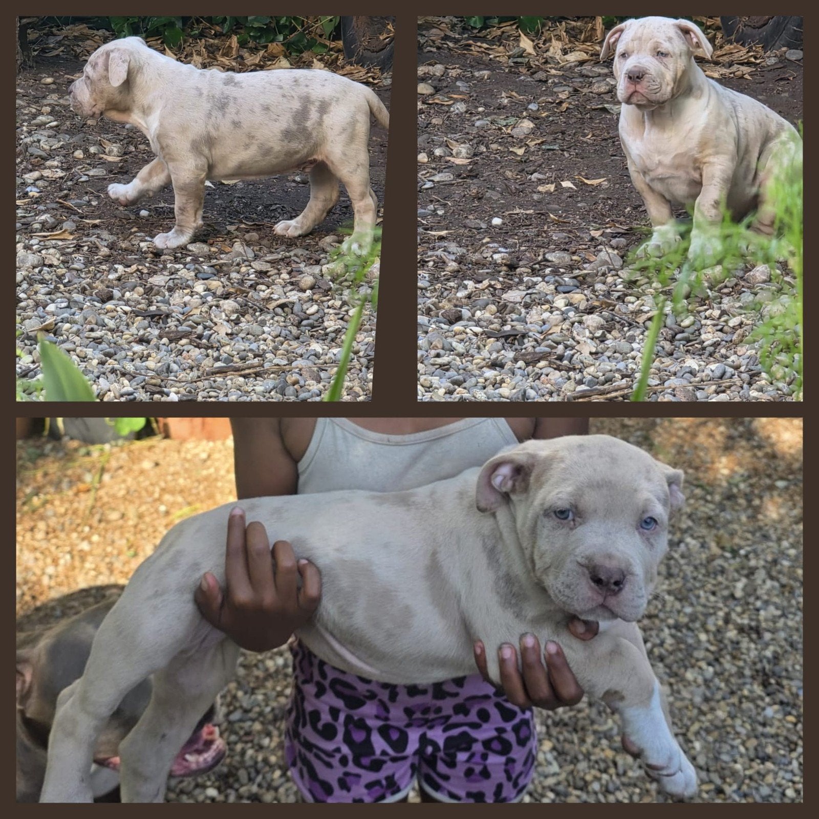 American bully xl, Dieren en Toebehoren, Honden | Bulldogs, Pinschers en Molossers, 8 tot 15 weken, Parvo, Meerdere, Nederland