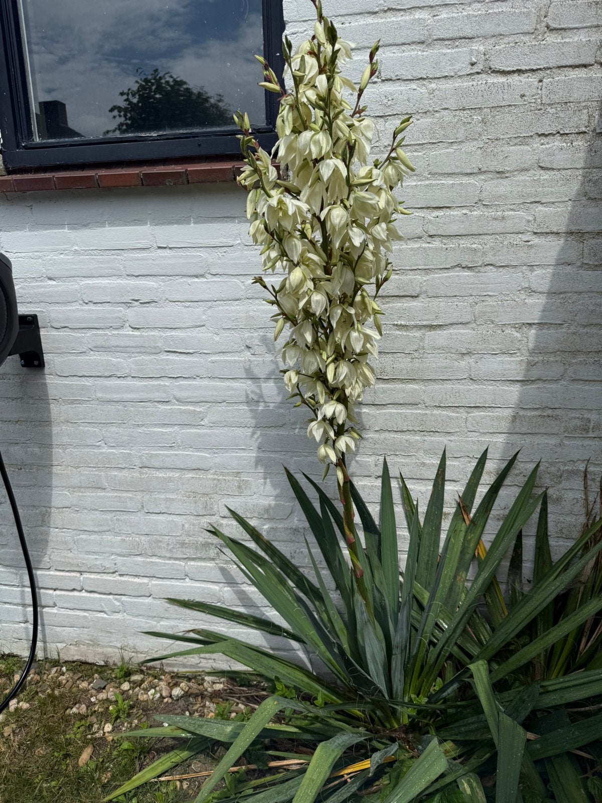 2 mooie planten in goede staat, Tuin en Terras, Planten | Bomen, Ophalen, Volle zon, Overige soorten, 100 tot 250 cm