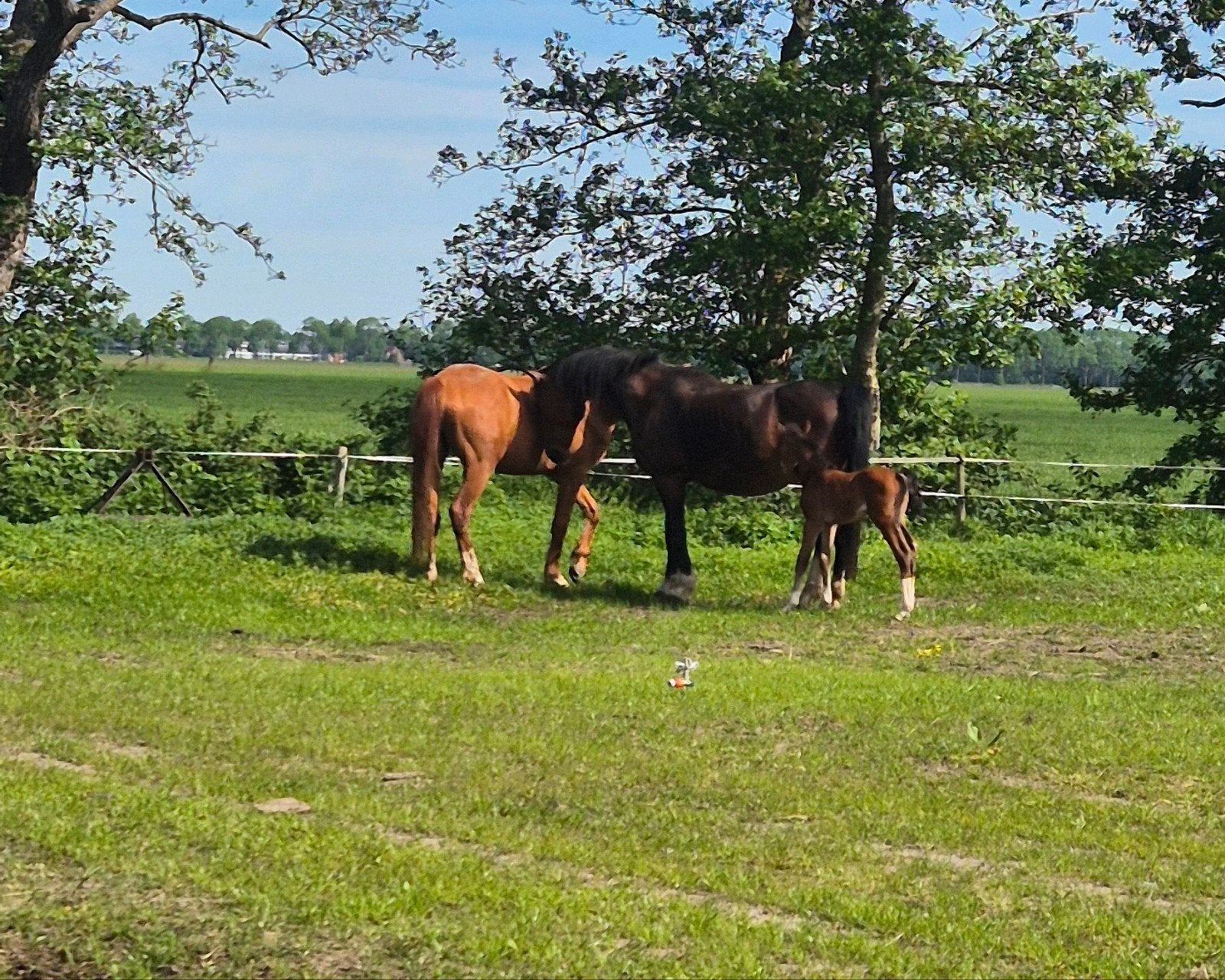 Weiland gezocht, Dieren en Toebehoren, Stalling en Weidegang, Weidegang, 2 of 3 paarden of pony's